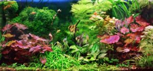 Best-Colorful-Aquarium-Plants-for-Your-Tank