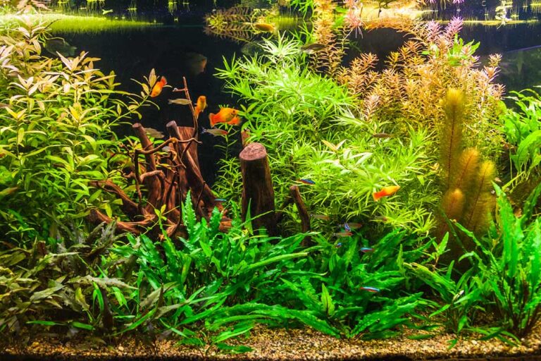 Best-fastest-growing-aquarium-plants-your-tank