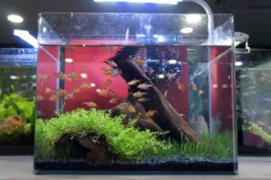 Fish-Combos-for-a-5-Gallon-Tank