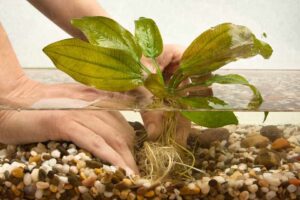 How-to-plant-aquarium-plants-in-gravel?