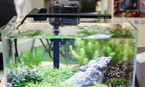 Top-Smallest-Aquarium-Heaters-for-Nano-Tank